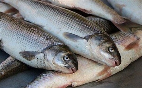 تصویر 4 از صادرت ماهی کفال فروش عالی